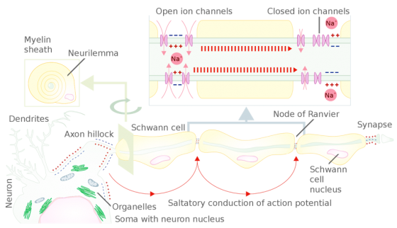 Axon hillock - Wikipedia