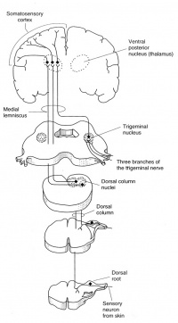 Somatosensory Evoked Potentials (SSEP) - NeurophysPedia