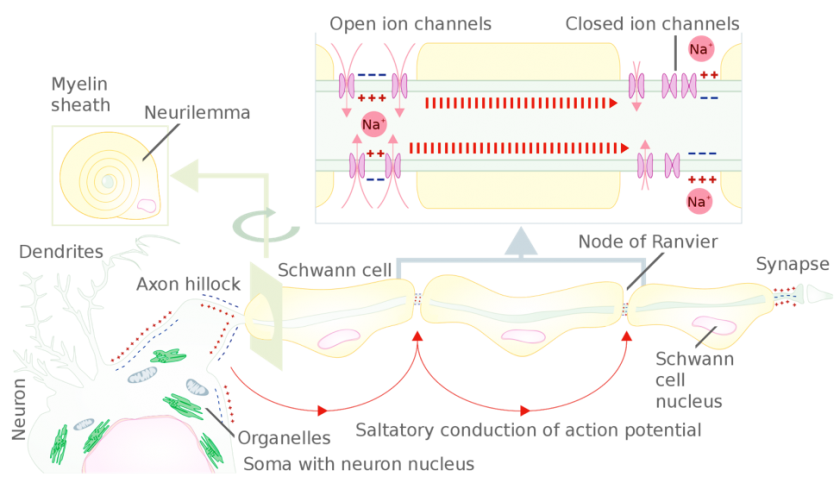 Basic Neurophysiology - NeurophysPedia